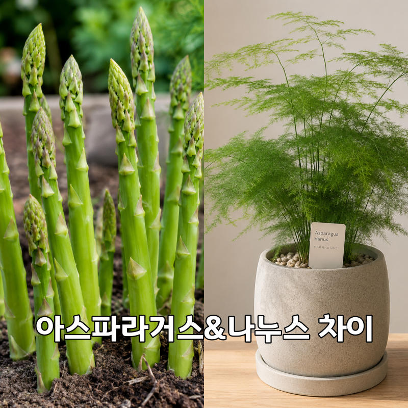 아스파라거스 키우기 씨앗 파종부터 모종키우기 까지, 아스파라거스 나누스 차이점과 특징 ....