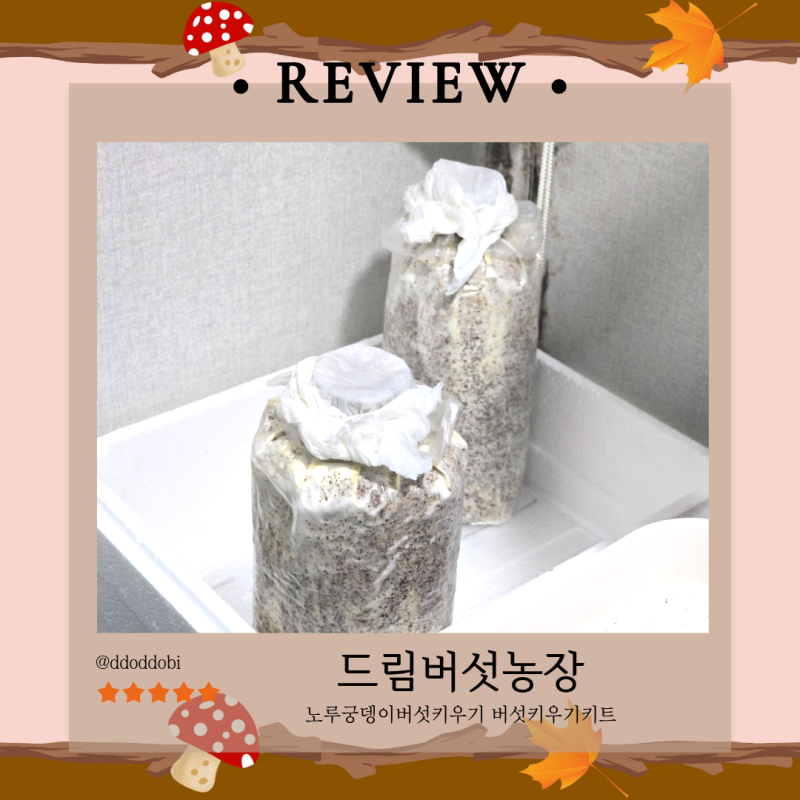 버섯키우기키트 노루궁뎅이버섯키우기 버섯키우기 [드림버섯농장]