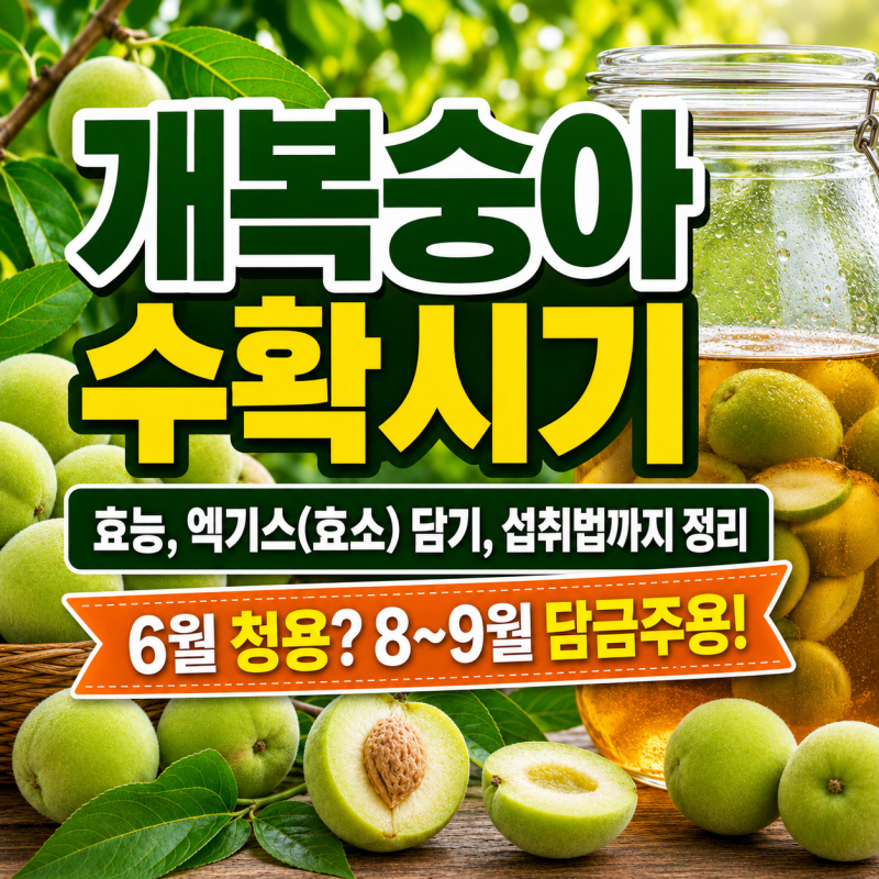 개복숭아 수확시기와 효능,엑기스 까지 정리