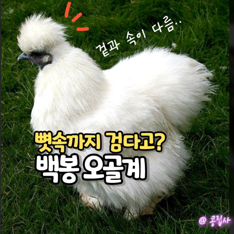 백봉오골계, 털은 하얀데 뼛속까지 검은 거 실화예요?