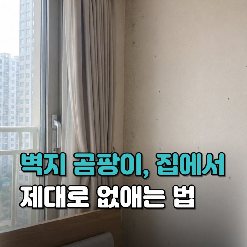 벽지 곰팡이 제거방법 총정리｜ 원인부터 식초·락스·제거제 사용법까지