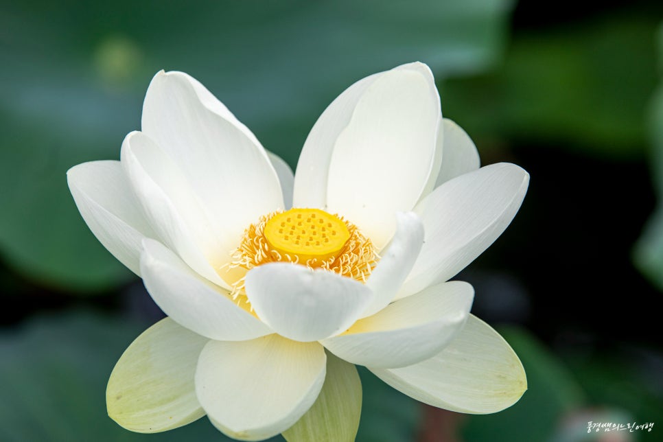 황태마을 사진 3