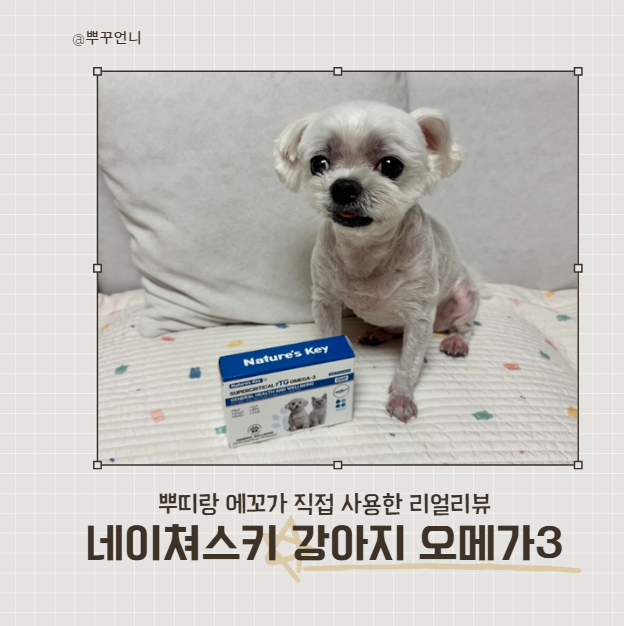 성분좋은 강아지 오메가3 네이쳐스키 알티지 급여 후기