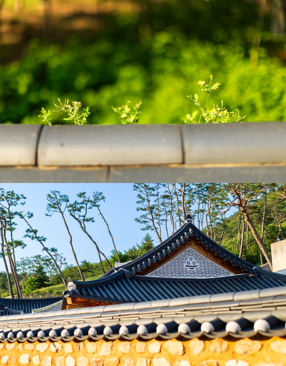 산자락 사진 5