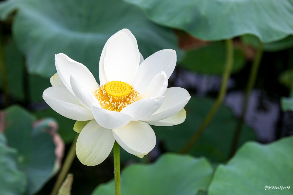 황태마을 사진 4