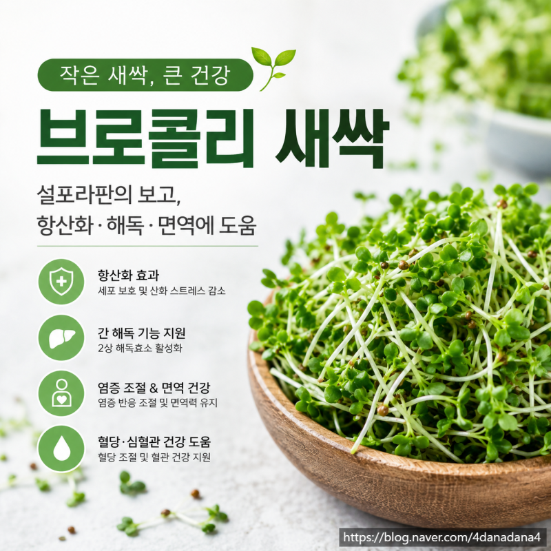 브로콜리보다 더 강력하다? 브로콜리 새싹의 놀라운 효능 총정리