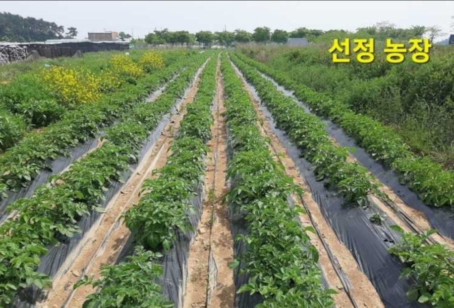 선정쌈밥 사진 3