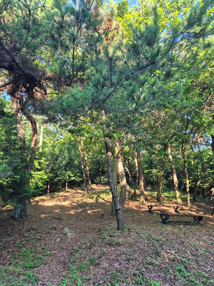 몽중산 사진 1