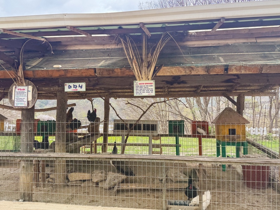 닭장 사진 5