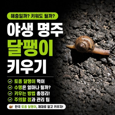 야생 명주 달팽이 키우기, 해충인데 키워도 될까? 한국 토종 달팽이 먹이와 수명 키우는법