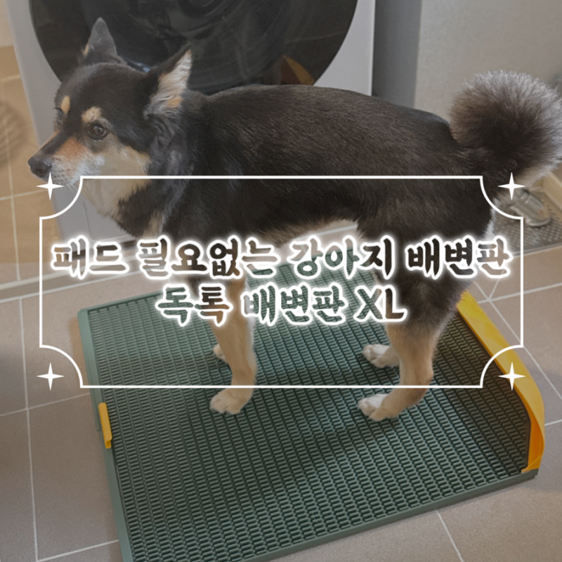 대형견 다견가정 필수템 배변패드 없이 쓰는 독톡 강아지배변판 XL 사용 후기