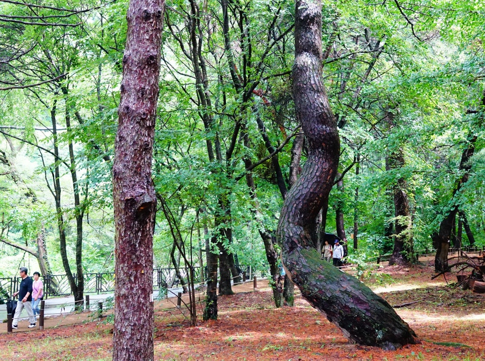 나는숲이다 사진 6
