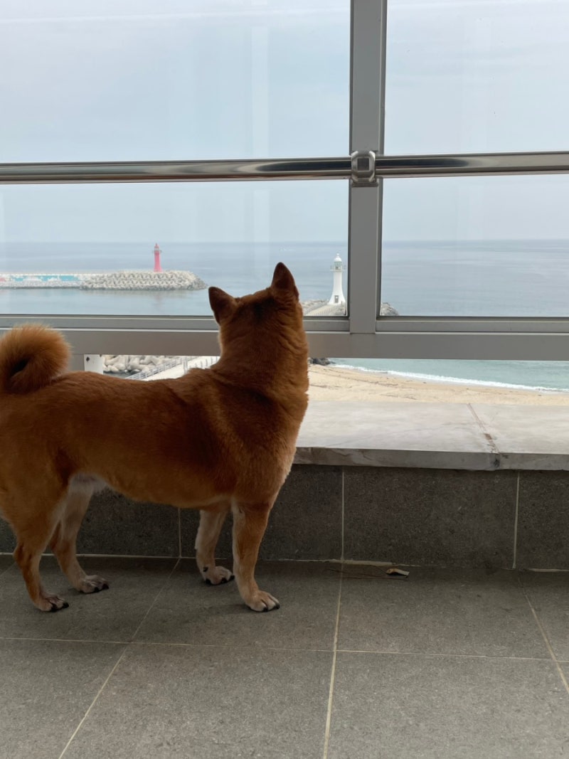 [Gangneung Feria 902 Pet-Friendly Pension] Beautiful Ocean View Pet Pension~