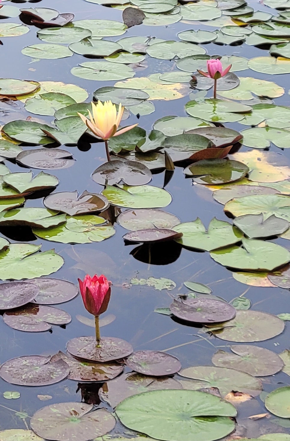 고연 사진 4
