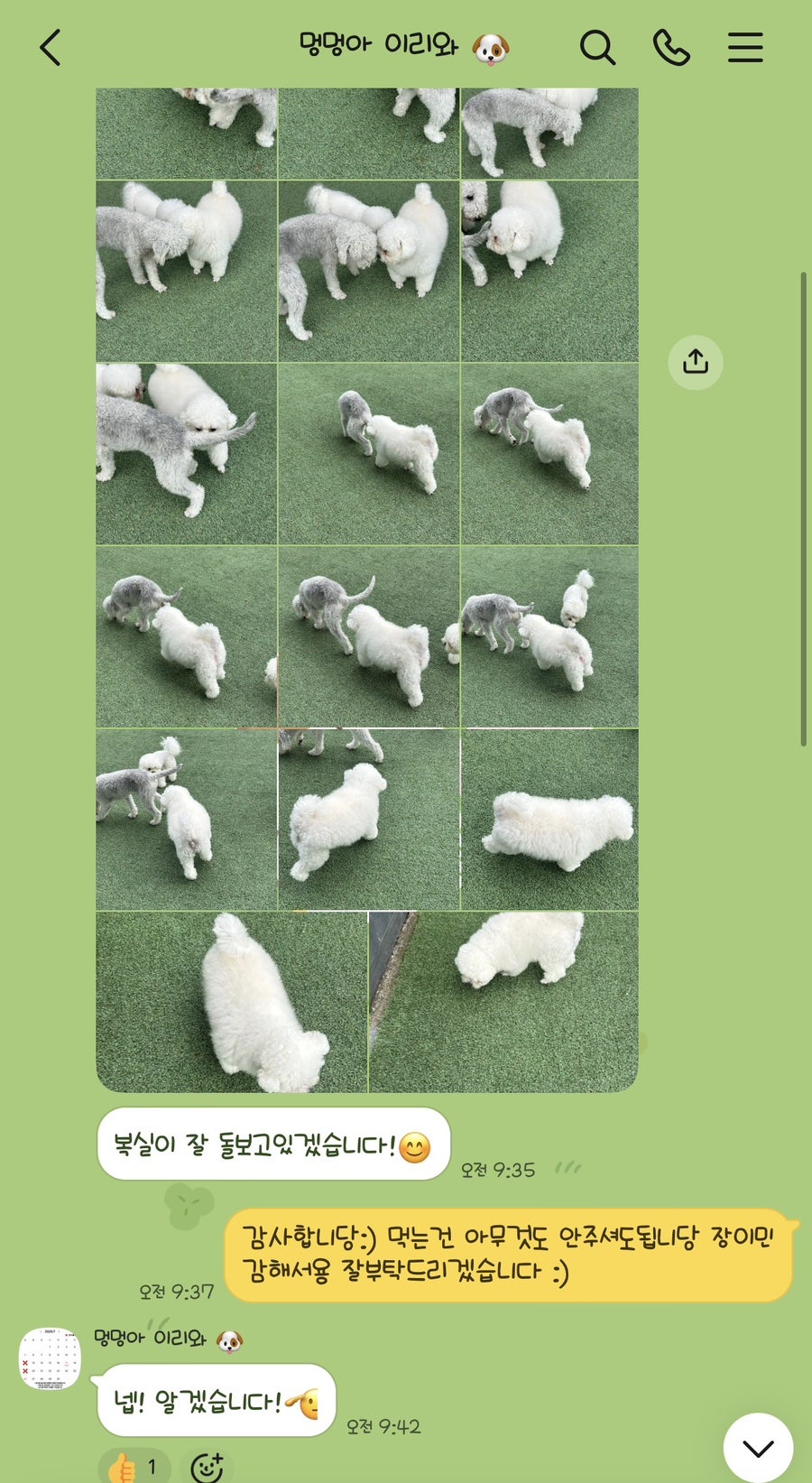 멍멍아 이리와 사진 6