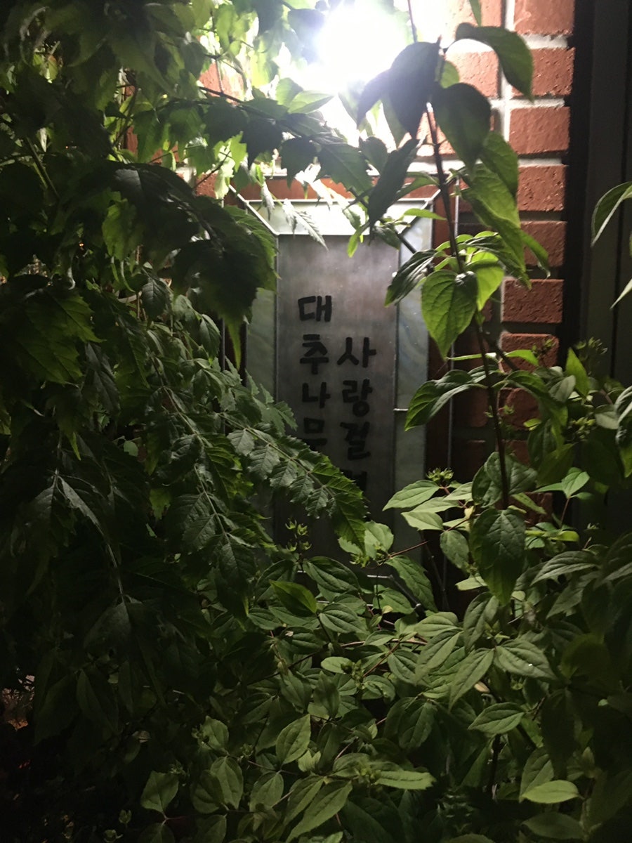 대추나무 사진 3