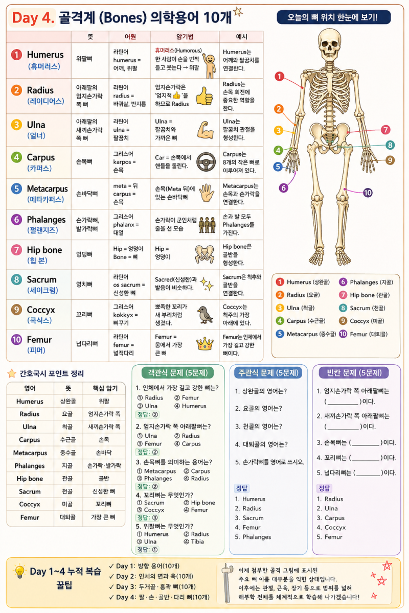 Day 4. 골격계(Bones) 의학용어 10개