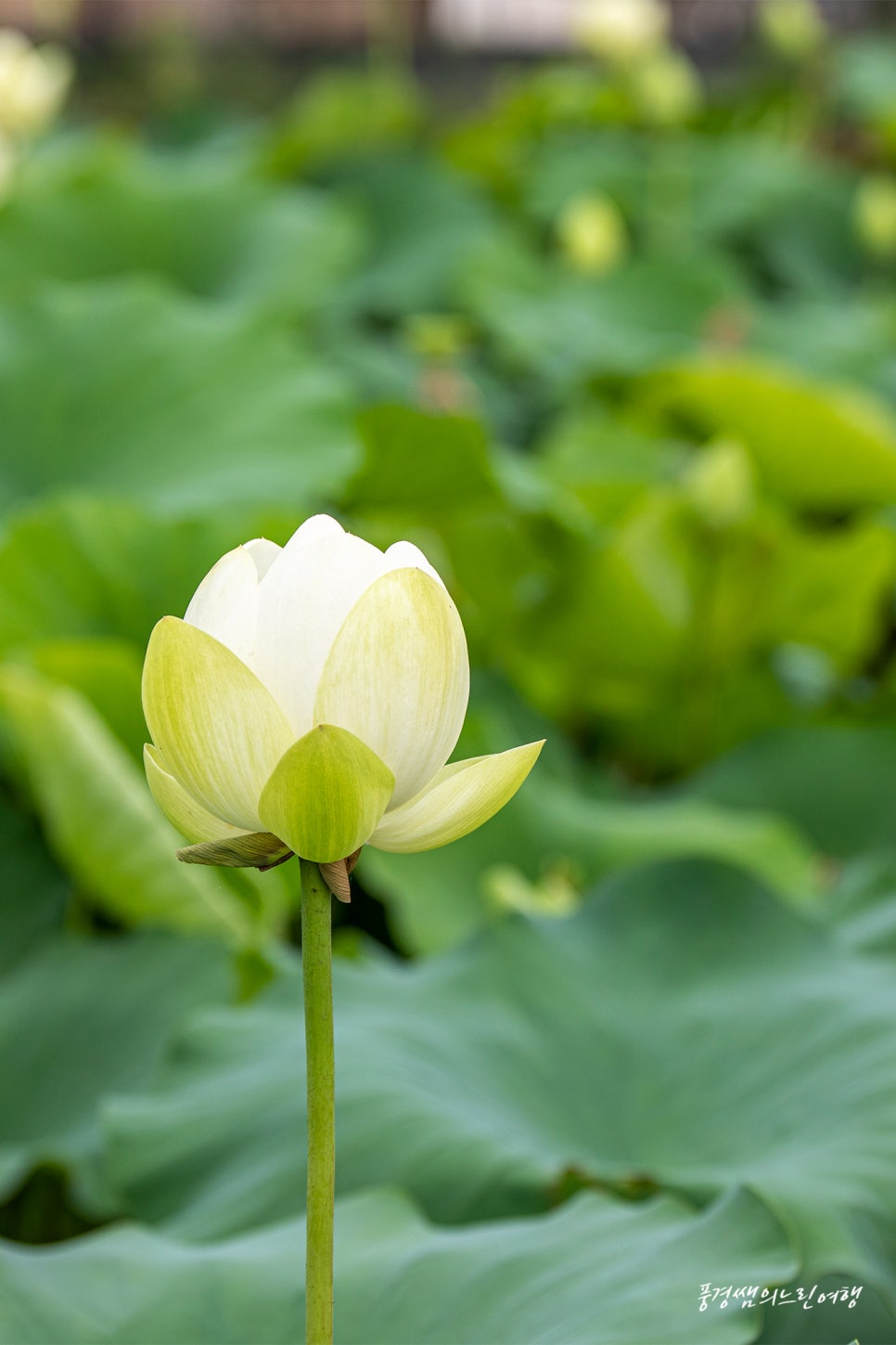 황태마을 사진 5