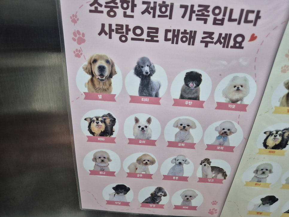 아이러브독도 사진 6