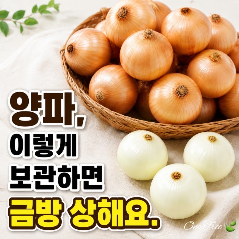 양파 보관방법 깐양파 안깐양파 햇양파 오래 두고 먹는 가장 쉬운 방법