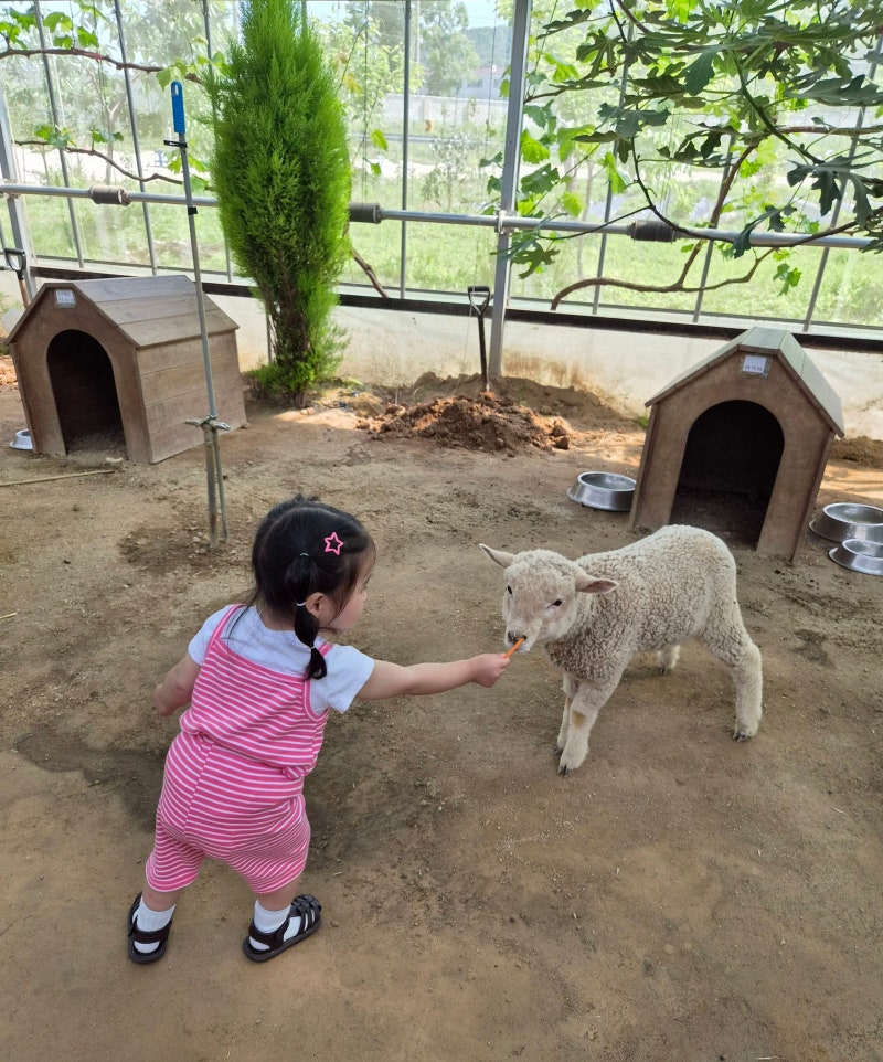 아이랑 가볼만한곳 파주 나눔농장 동물 먹이주기 농장체험