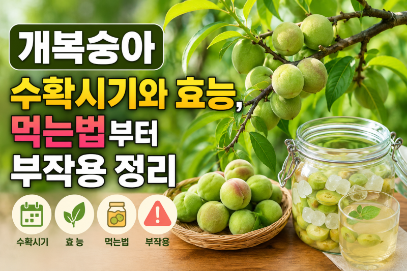 개복숭아 수확시기와 효능, 먹는법과 부작용 총정리