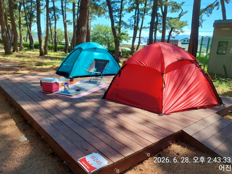 Gangneung Yeongok Beach Solhyanggi Campground: Moved by Fresh Squid Sashimi and Sunrise Views at a Pine-Scented Campsite