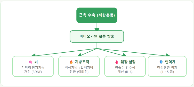 근육이 곧 항암제? 50대 이후 마이오카인 깨우는 법