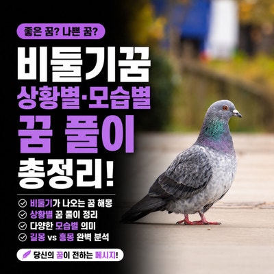 비둘기꿈 해몽 상황별 모습별 꿈 풀이 총정리