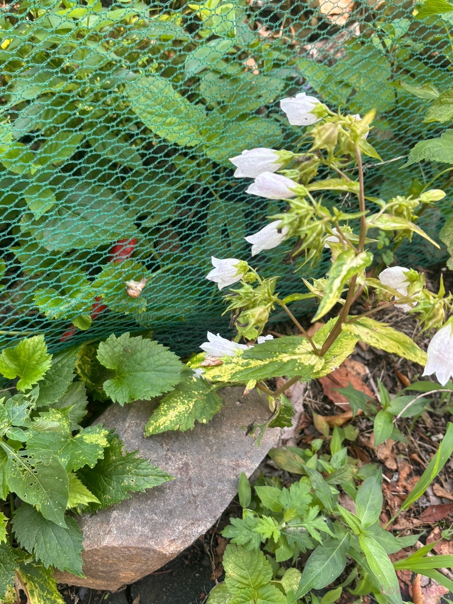 콩사랑 사진 2