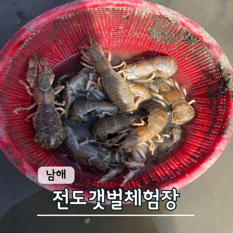 Third Visit to Namhae Jeondo Mudflat for Mudskipper and Clam Catching