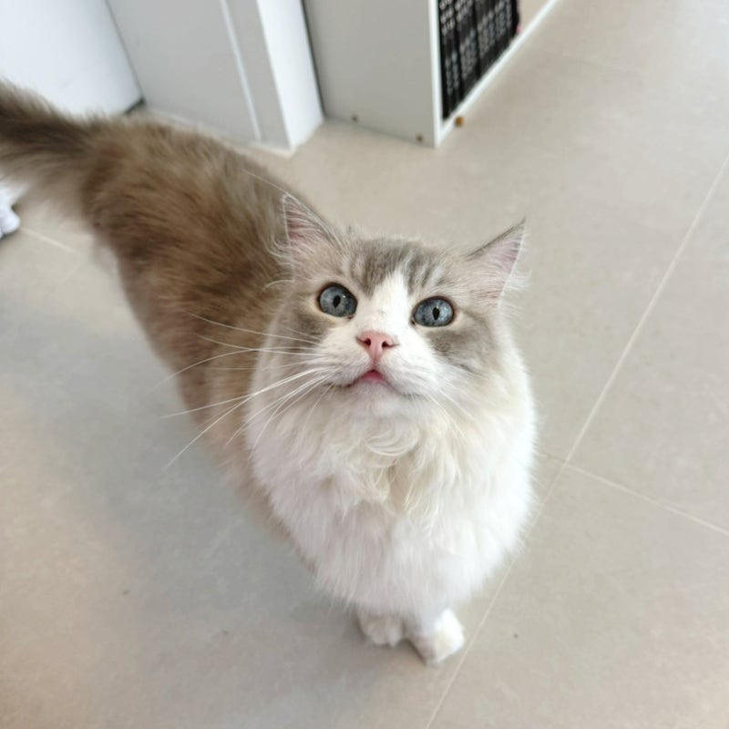 렉돌 고양이 분양 가격 종류 성격 크기 털빠짐 알아보기