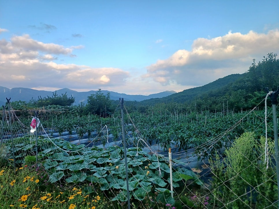 숲속의섬 사진 6