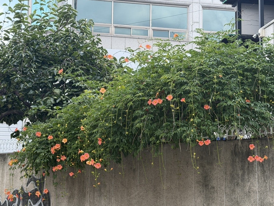 대성장 사진 4