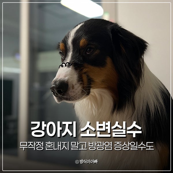 강아지 소변실수 무작정 혼내지 말고 강아지 방광염 증상일수도