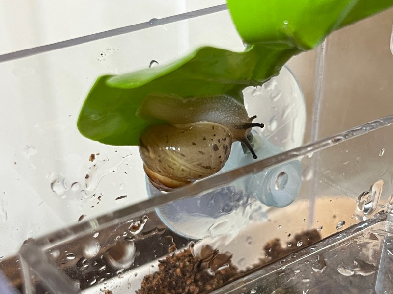 야생 달팽이 키우기, 집 꾸미기와 달팽이 흙 깔 때 주의점