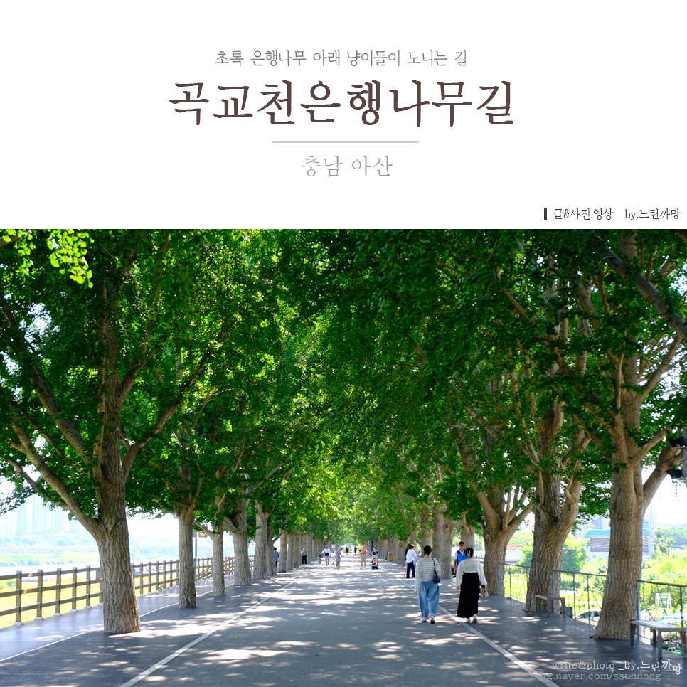 모네 사진 1