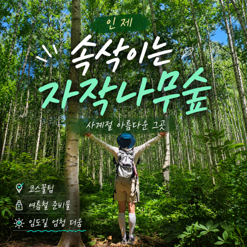 인제 원대리 속삭이는 자작나무 숲(한여름 준비물, 코스꿀팁, 난이도)