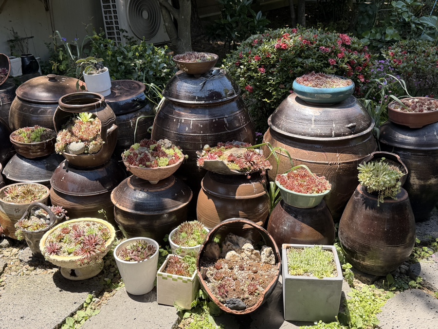 석란 사진 4