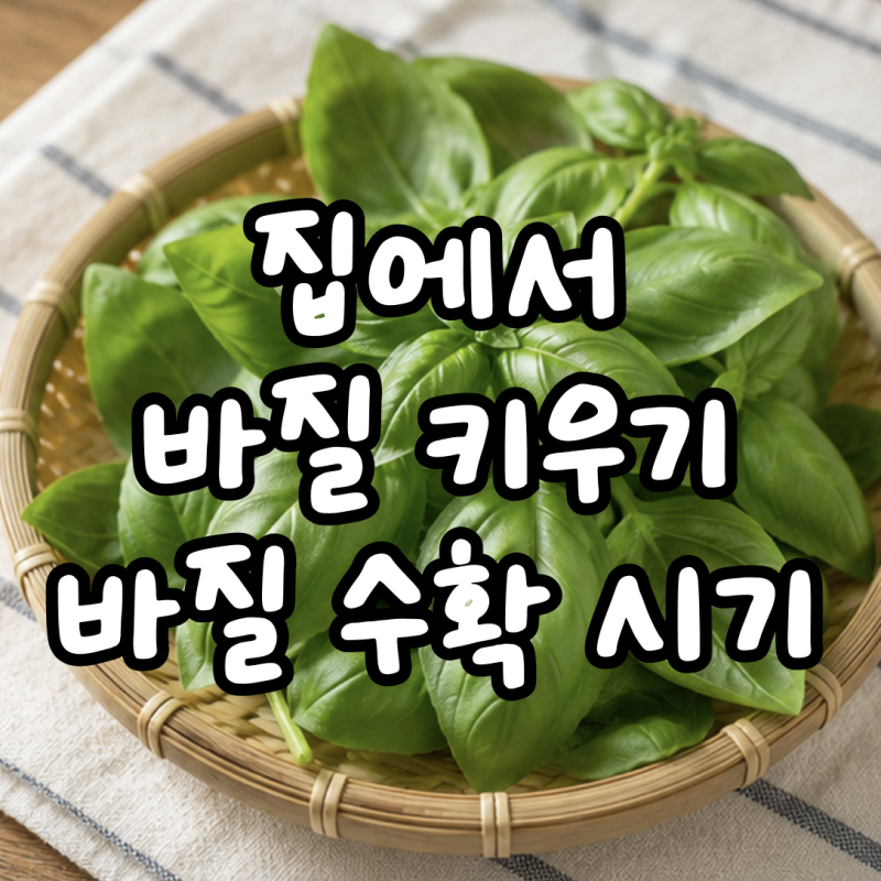 집에서 바질 키우기! 언제부터 먹을 수 있을까? 초보도 실패 없는 바질 키우는 방법