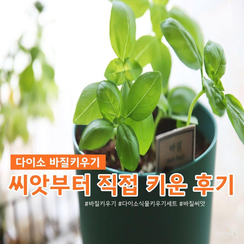 다이소 바질 키우기, 바질씨앗 발아부터 성장까지 직접 키운 후기