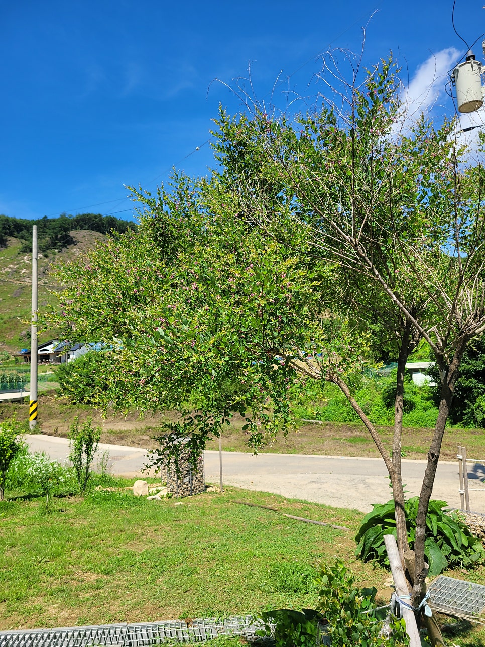 Dokchaeminbak photo 2