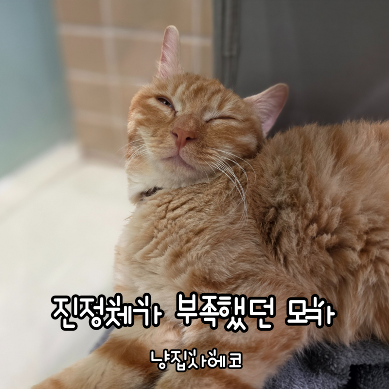 고양이 발작 치료일지, 진정제 추가 후 안정된 모카