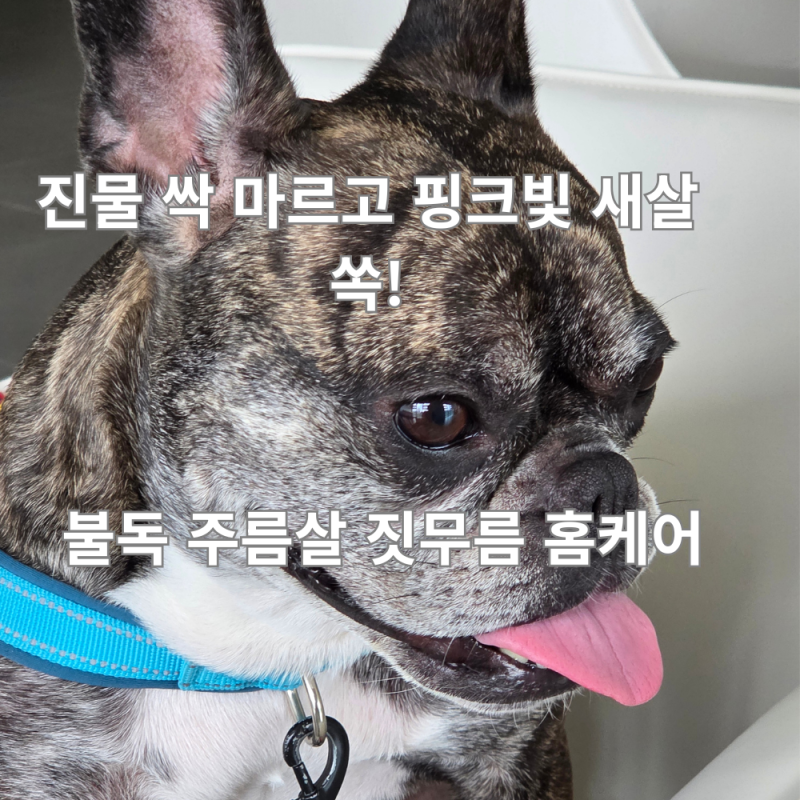 프렌치 불도그, 주름살, 짓무름 관리, 진물 잡고 새살 돋는 천연 케어법