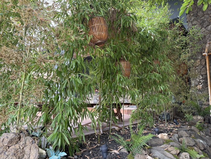 Yaning photo 3