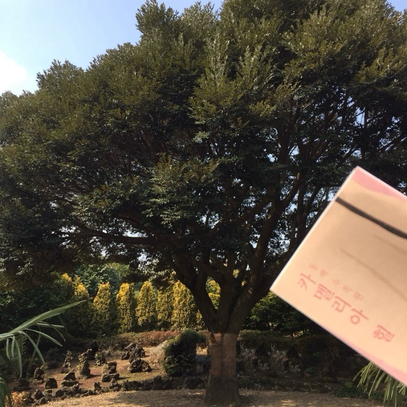 제주 카멜리아힐 후기 | 최신 입장료, 운영시간, 동백•수국 계절별 볼거리 총정리