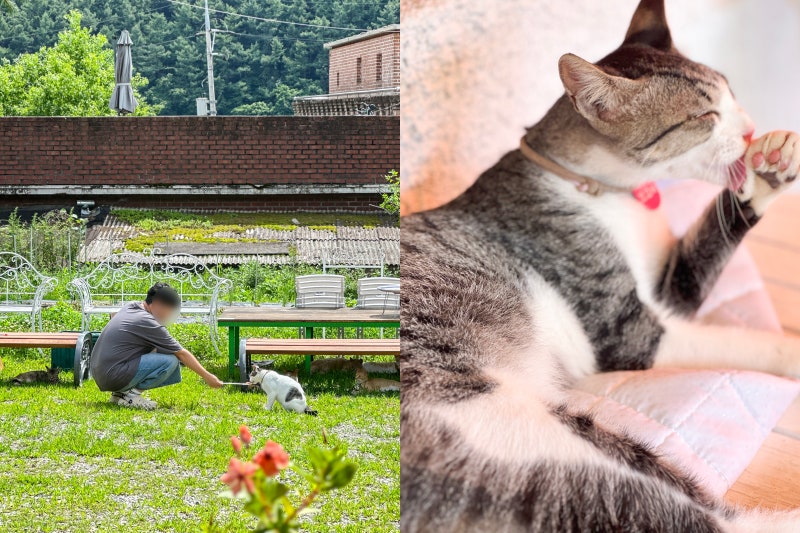 파주 가볼만한곳 애용애용 이색카페 고양이 애룡저수지 나들이