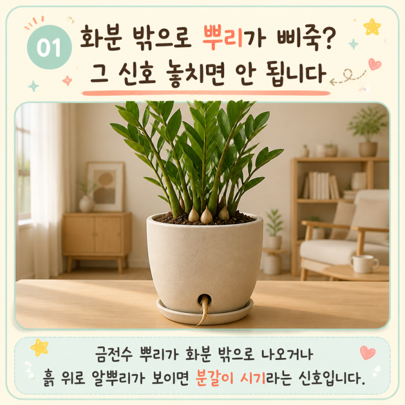 금전수 분갈이 방법 흙 시기 물주기 화분 선택 알아보기