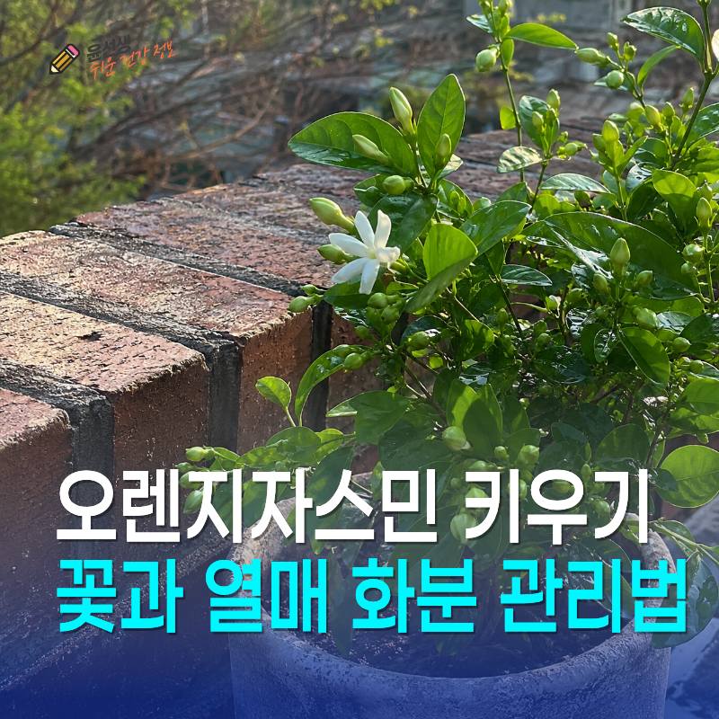 오렌지자스민 키우기, 꽃과 열매까지 보는 화분 관리법