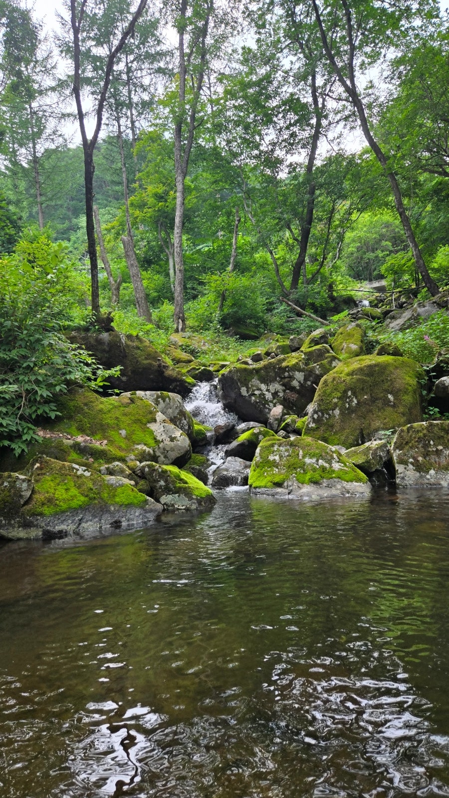 소양댐산채바우 사진 3
